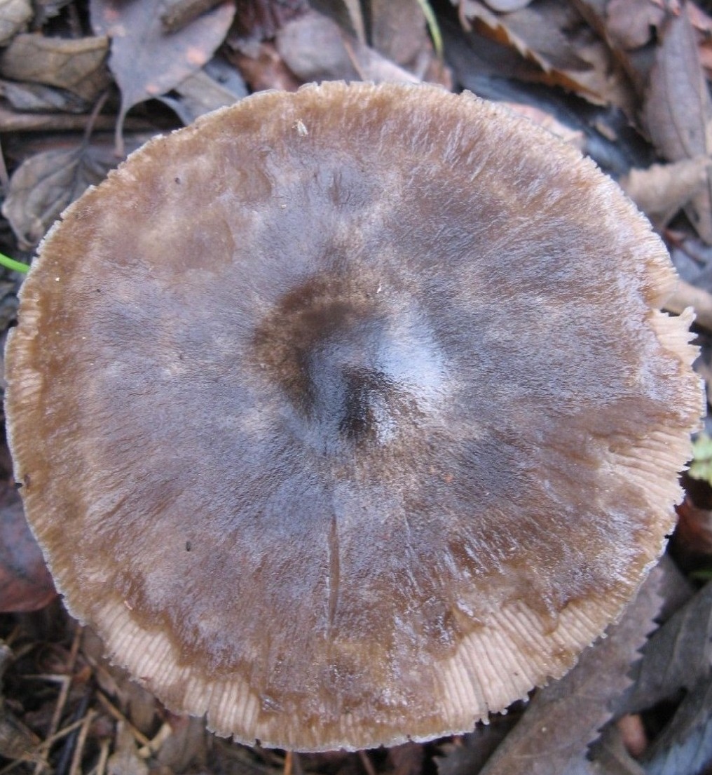 funghi invernali